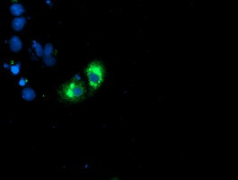 GOLM1 Antibody in Immunocytochemistry (ICC/IF)