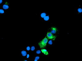 GOLM1 Antibody in Immunocytochemistry (ICC/IF)