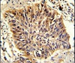 GOLPH3 Antibody in Immunohistochemistry (IHC)