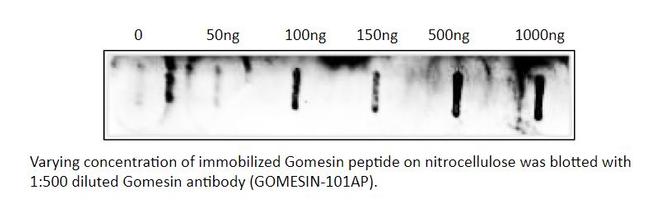 Gomesin Antibody in Western Blot (WB)