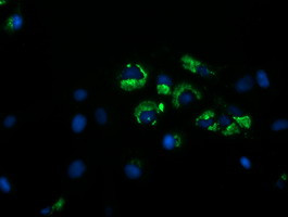 GORAB Antibody in Immunocytochemistry (ICC/IF)