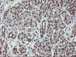 GORAB Antibody in Immunohistochemistry (Paraffin) (IHC (P))