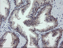 GORAB Antibody in Immunohistochemistry (Paraffin) (IHC (P))