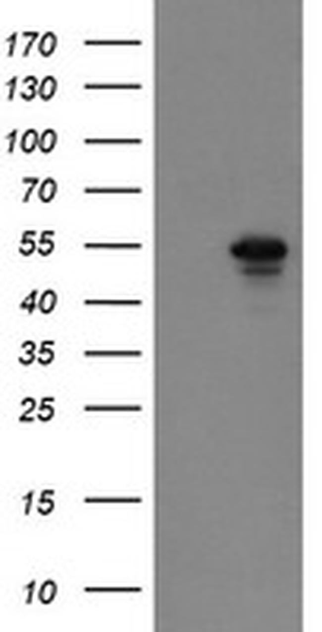 GORAB Antibody in Western Blot (WB)