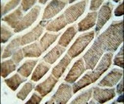 GPAA1 Antibody in Immunohistochemistry (IHC)