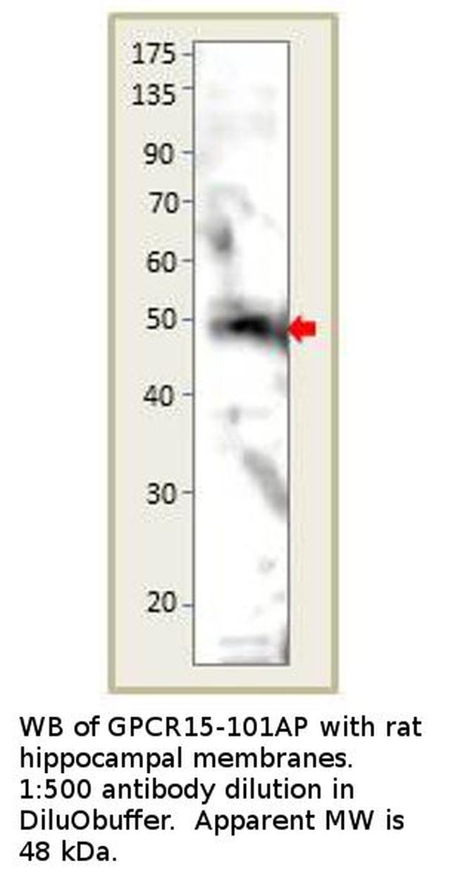 GPCR GPR15 Antibody in Western Blot (WB)
