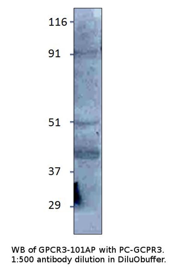 GPCR GPR3 Antibody in Western Blot (WB)