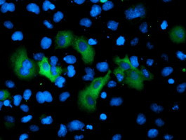 GPHN Antibody in Immunocytochemistry (ICC/IF)