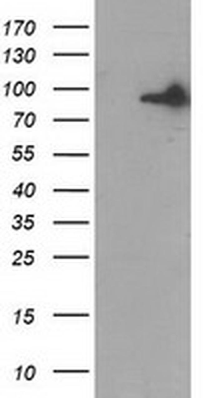GPHN Antibody in Western Blot (WB)