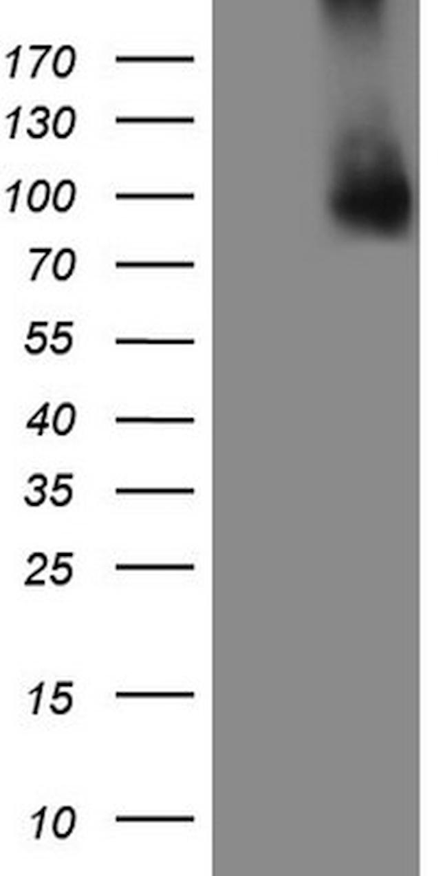 GPNMB Antibody in Western Blot (WB)