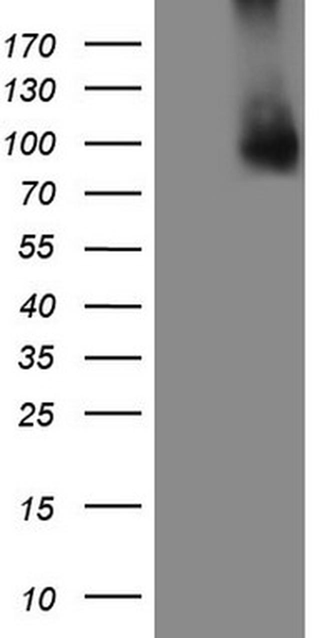 GPNMB Antibody in Western Blot (WB)