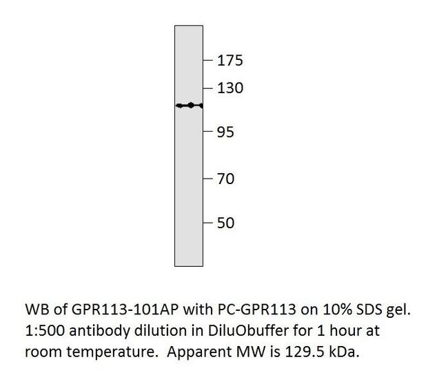 GPR113 Antibody in Western Blot (WB)