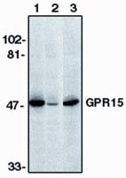 GPR15 Antibody in Western Blot (WB)
