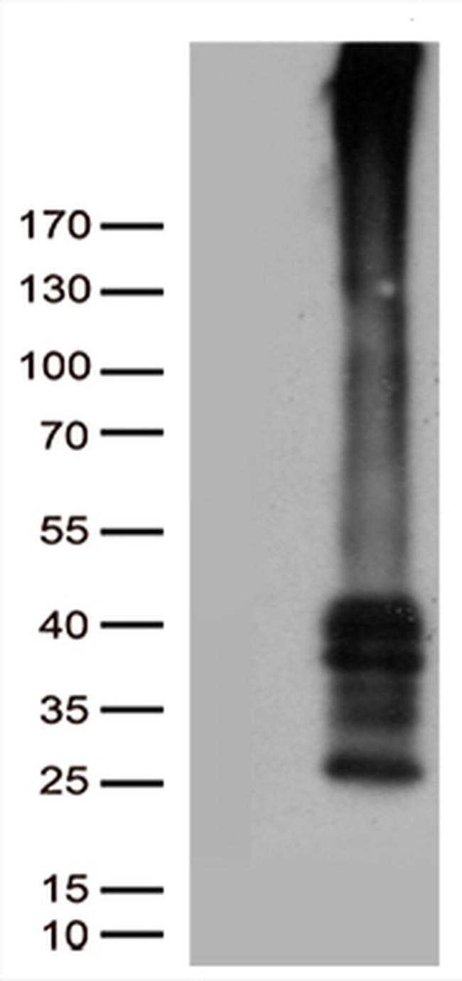 GPR151 Antibody in Western Blot (WB)