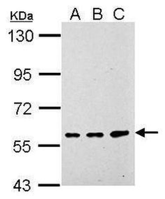 GPR177 Antibody in Western Blot (WB)