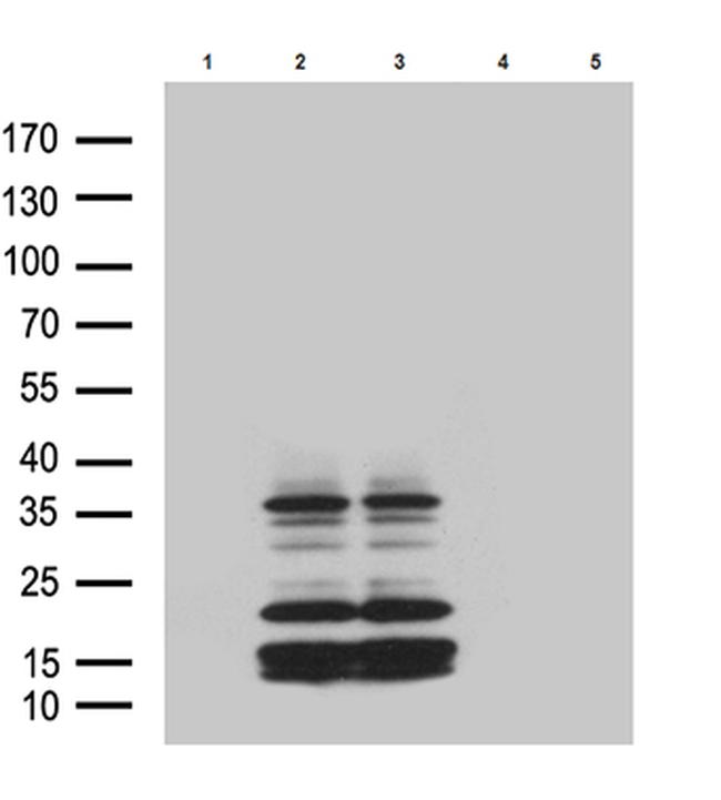 GPR26 Antibody in Western Blot (WB)