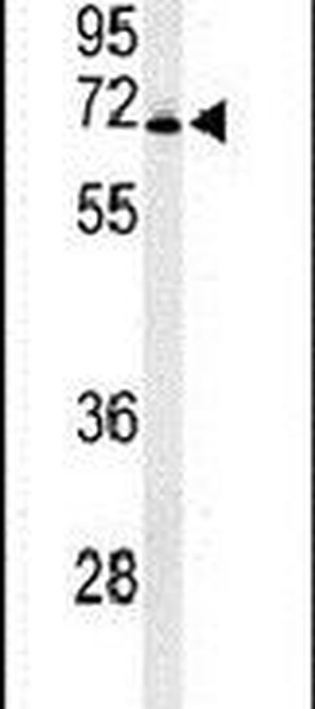 GPR50 Antibody in Western Blot (WB)