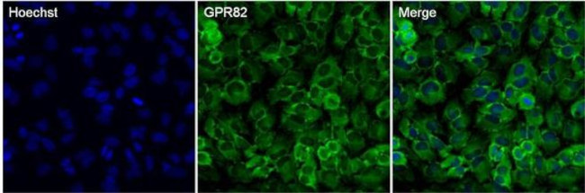 GPR82 Antibody in Immunocytochemistry (ICC/IF)