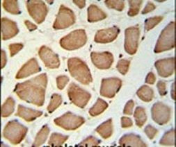 GPSN2 Antibody in Immunohistochemistry (IHC)