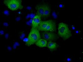 GRIPAP1 Antibody in Immunocytochemistry (ICC/IF)