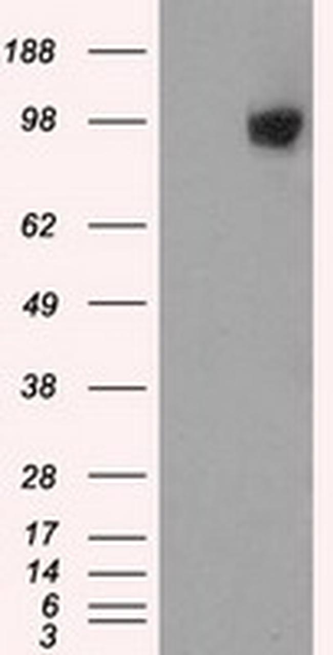 GRIPAP1 Antibody in Western Blot (WB)