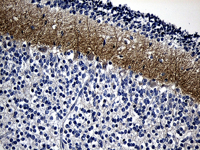 GRM4 Antibody in Immunohistochemistry (Paraffin) (IHC (P))