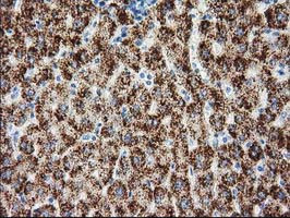 GSS Antibody in Immunohistochemistry (Paraffin) (IHC (P))