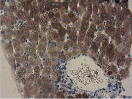 GSTA4 Antibody in Immunohistochemistry (Paraffin) (IHC (P))