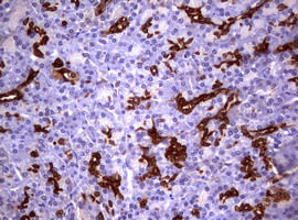 GSTP1 Antibody in Immunohistochemistry (Paraffin) (IHC (P))