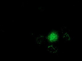 GSTT2 Antibody in Immunocytochemistry (ICC/IF)