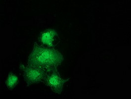 GSTT2 Antibody in Immunocytochemistry (ICC/IF)