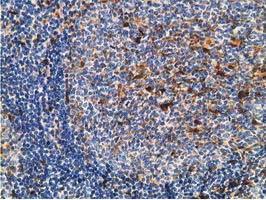 GSTT2 Antibody in Immunohistochemistry (Paraffin) (IHC (P))