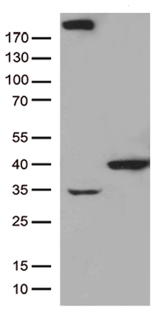 GTF2H3 Antibody in Western Blot (WB)