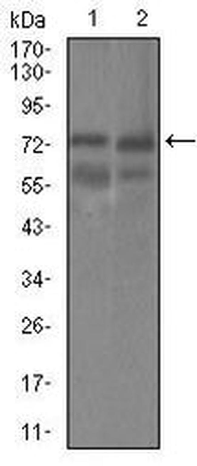 GUCY1A3 Antibody in Western Blot (WB)
