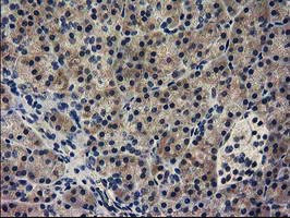 GUK1 Antibody in Immunohistochemistry (Paraffin) (IHC (P))