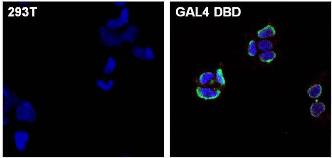 GAL4 Antibody in Immunocytochemistry (ICC/IF)