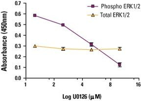 Multispecies ERK1/ERK2 In-Cell ELISA Kit, Colorimetric