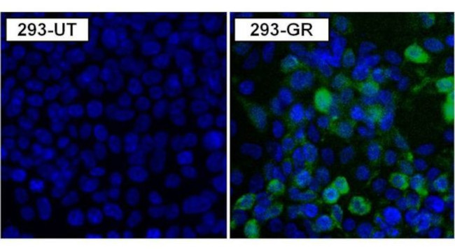 Green Renilla luciferase Antibody in Immunocytochemistry (ICC/IF)