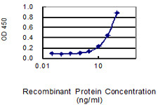 SERPINA3 Antibody in ELISA (ELISA)
