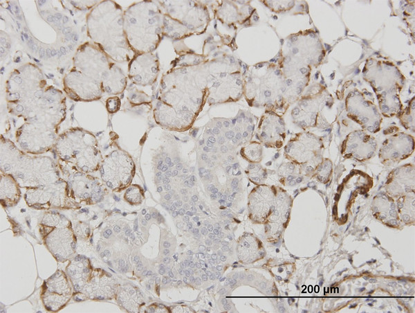 ACTA2 Antibody in Immunohistochemistry (Paraffin) (IHC (P))