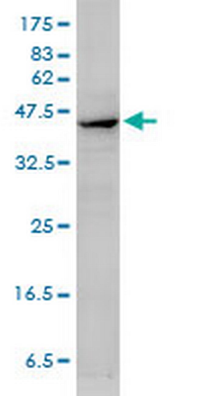 ACTA2 Antibody in Western Blot (WB)