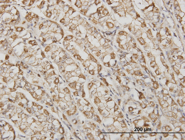 ACTB Antibody in Immunohistochemistry (Paraffin) (IHC (P))
