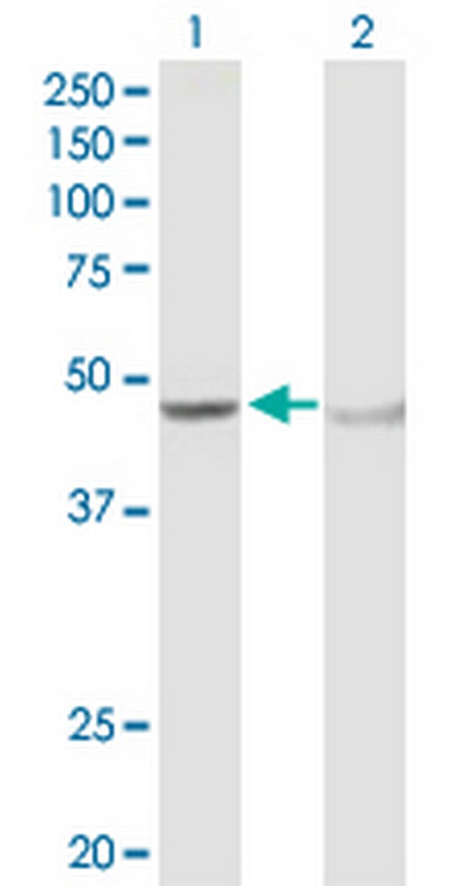 ADH5 Antibody in Western Blot (WB)