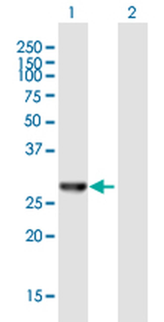AES Antibody in Western Blot (WB)