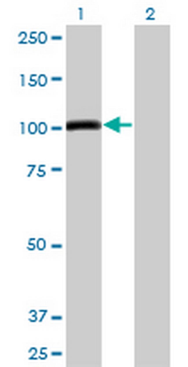 AHR Antibody in Western Blot (WB)