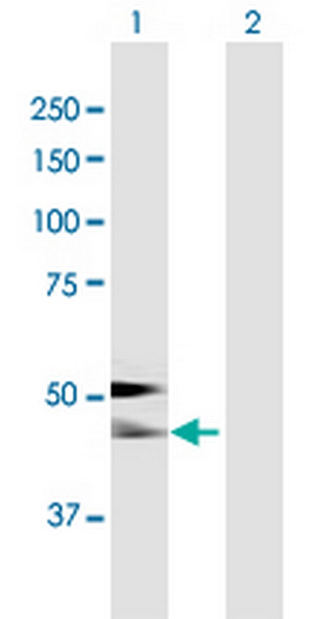 AHSG Antibody in Western Blot (WB)