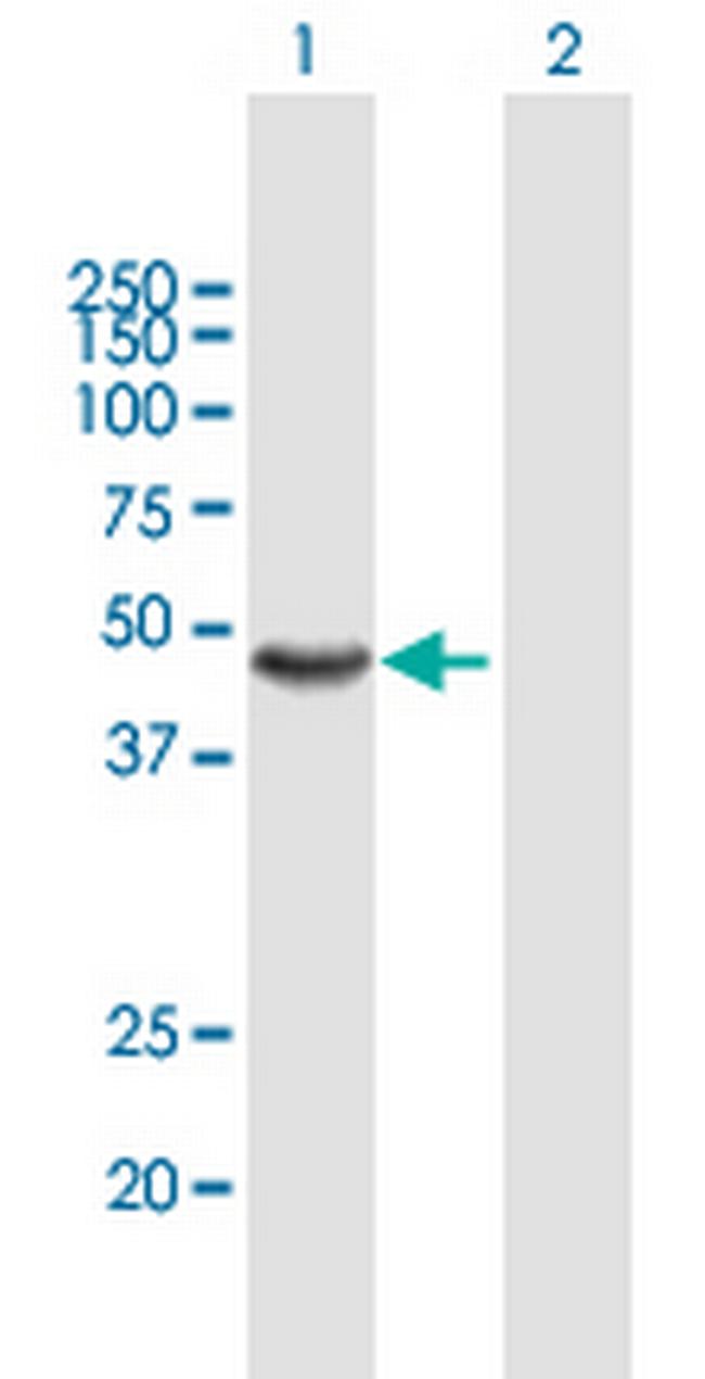 AMBP Antibody in Western Blot (WB)