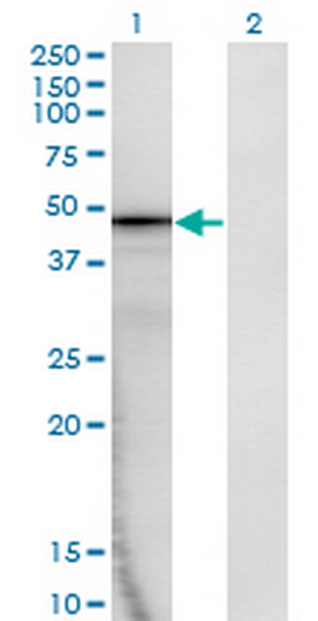 AMBP Antibody in Western Blot (WB)
