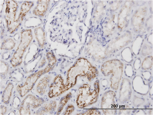 AMBP Antibody in Immunohistochemistry (Paraffin) (IHC (P))