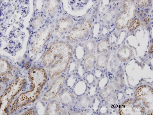 AMBP Antibody in Immunohistochemistry (Paraffin) (IHC (P))